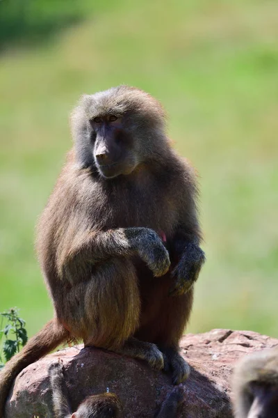 Hamadryas Baboon (Papio Hamadryas)) — 图库照片