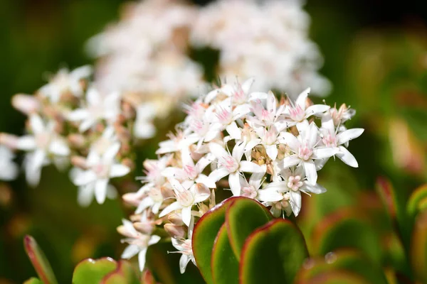 Crassula ovata — Photo