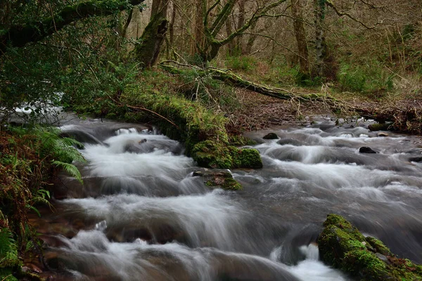 Bosques de Horner — Foto de Stock