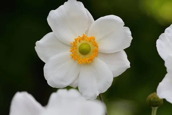 日本刺槐(anemone hupehensis) — 图库照片