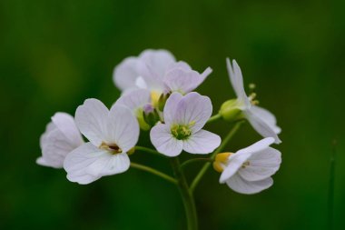 Guguk kuşu çiçeği (Cardamine pratensis)