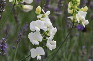Tatlı bezelye (Lathyrus odoratus)