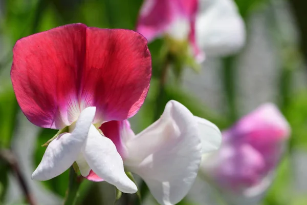 Ervilha doce (Lathyrus Odoratus ) — Fotografia de Stock