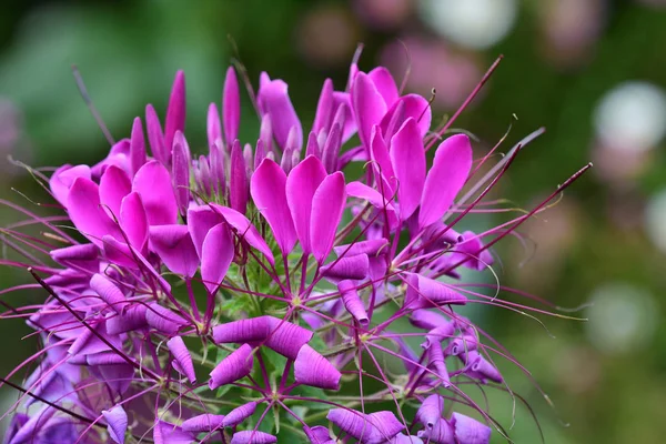 Flor de aranha (cleome hassleriana ) — Fotografia de Stock