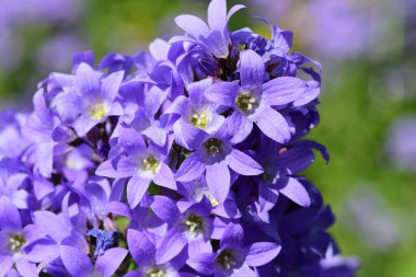 Campanula lactiflora