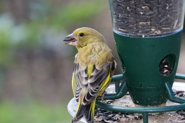 Greenfinch (Chloris chloris)
