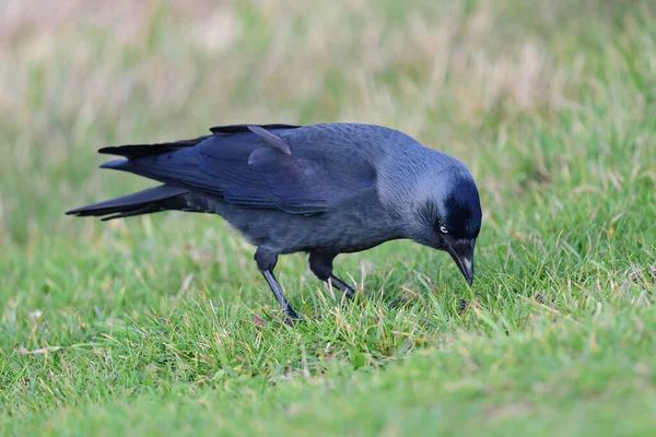 Jackdaw (Ceneus monedula) ) — стоковое фото