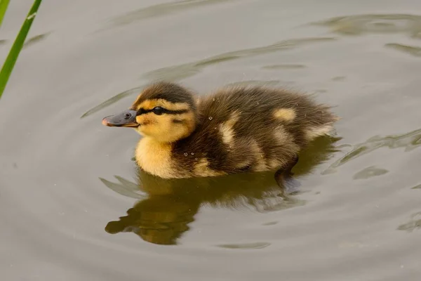 Mallard Duckling (anas platyrynchos) ) — стоковое фото