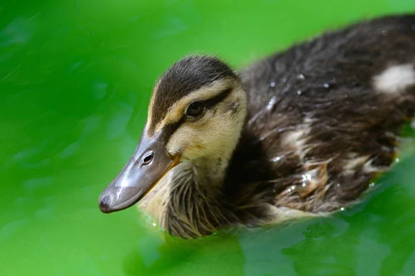 Baby eendje — Stockfoto