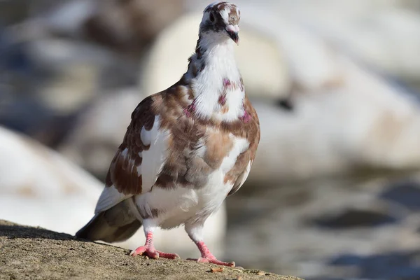 ब्राउन और व्हाइट कबूतर — स्टॉक फ़ोटो, इमेज