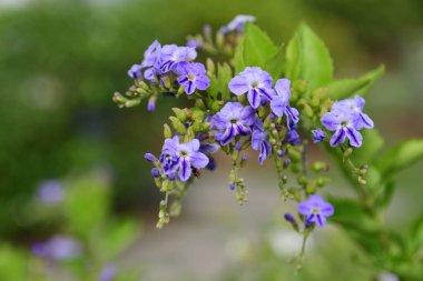 Duranta ereksiyon