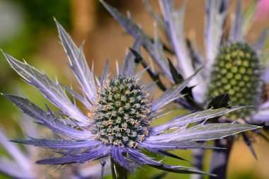 Eryngium çiçekleri (eryngium amethystinium)