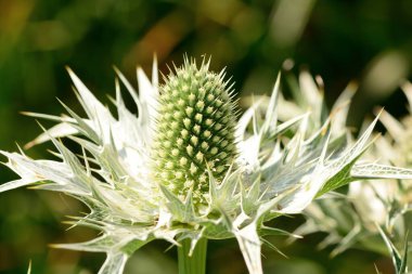 Beyaz eryngium çiçekleri