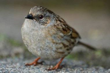 bülbülü (prunella modularis)