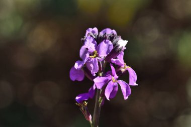 Erysimum scoparium