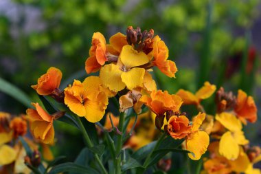 Erysimum (duvar çiçeği)