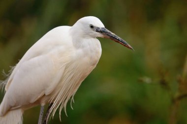 Küçük kartal (egretta garzetta)
