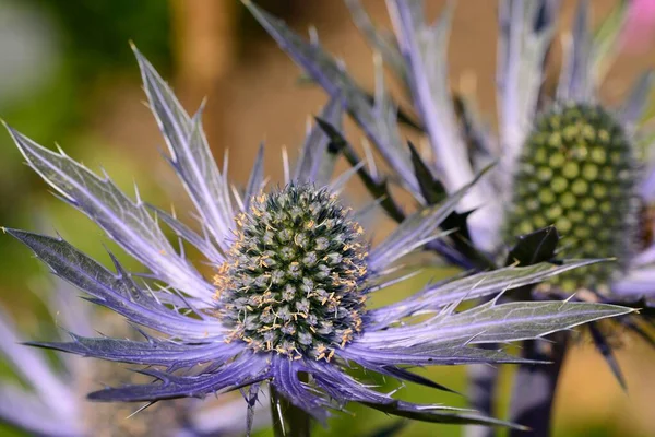 Eryngium flowers (eryngium amethystinium) — Stock Photo, Image