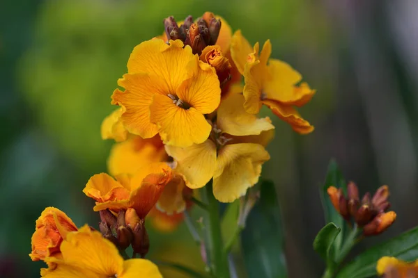 Erysimum (duvar çiçeği)