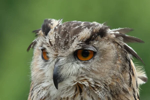 Coruja de águia europeia (bubo bubo ) — Fotografia de Stock