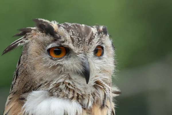 European eagle owl (bubo bubo) — Stock Photo, Image