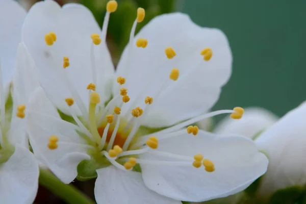 Sloe blossom — Stock Photo, Image