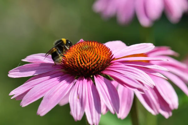 エキナセアの花 — ストック写真