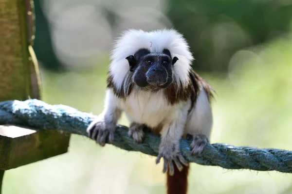 Bomullstamarin (saguinus oedipus)) — Stockfoto