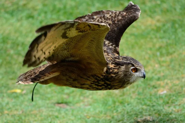 Búho águila euroasiática (Bubo bubo ) — Foto de Stock