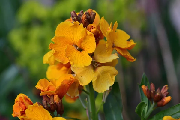 Erisimum (flor de parede ) — Fotografia de Stock