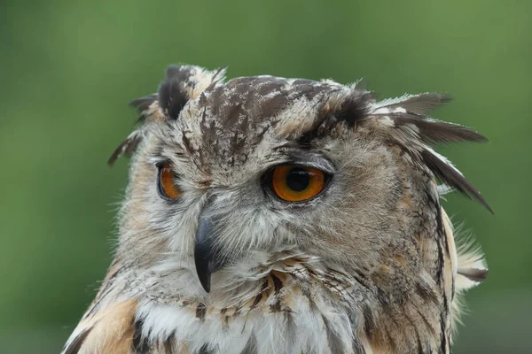 Avrupa kartal baykuşu (bubo bubo) — Stok fotoğraf