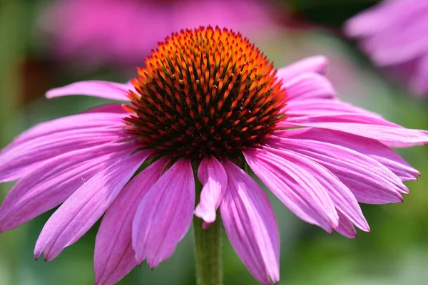 Echinacea flower — Stock Photo, Image