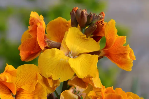 Erisimum (flor de parede ) — Fotografia de Stock