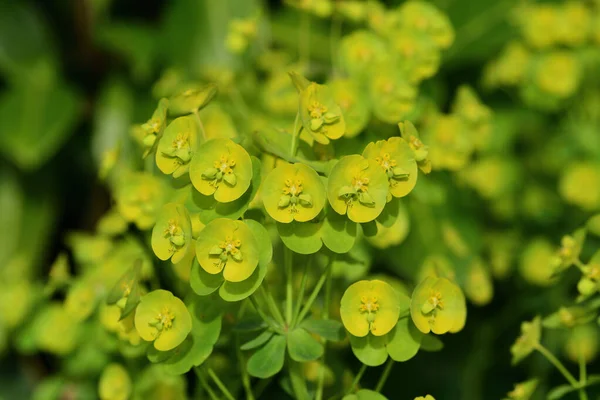 Euphorbia — Fotografia de Stock