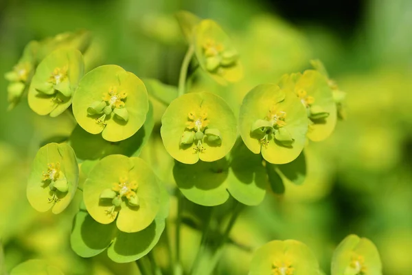 Euphorbia — Stock Photo, Image