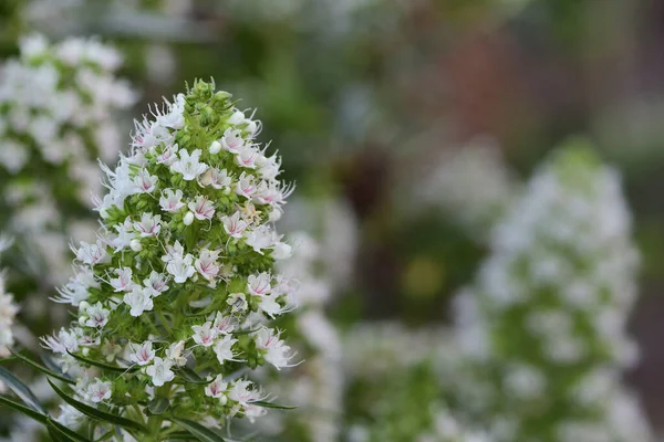 Echium fleurs — Photo