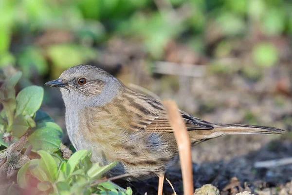 Dunnock (Prunella modularis) ) — Photo