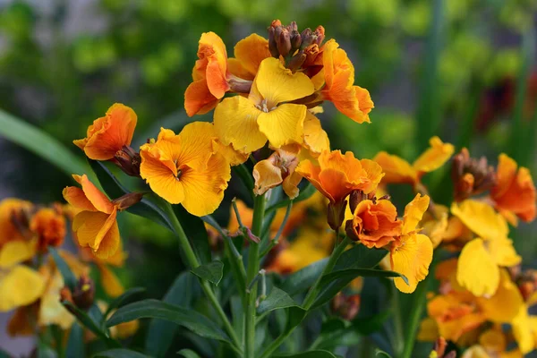 Erysimum (duvar çiçeği) — Stok fotoğraf