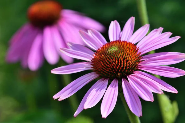 Echinacea virág — Stock Fotó