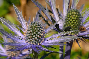 Eryngium çiçekleri (eryngium amethystinium)