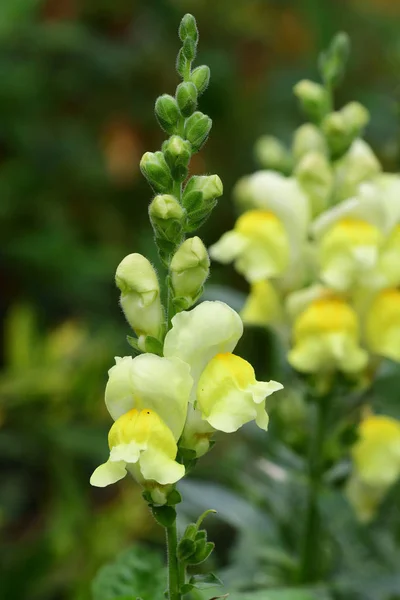 มังกร Snapdragon ( Antirrhinum ) — ภาพถ่ายสต็อก