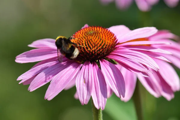 Echinacea blomma — Stockfoto