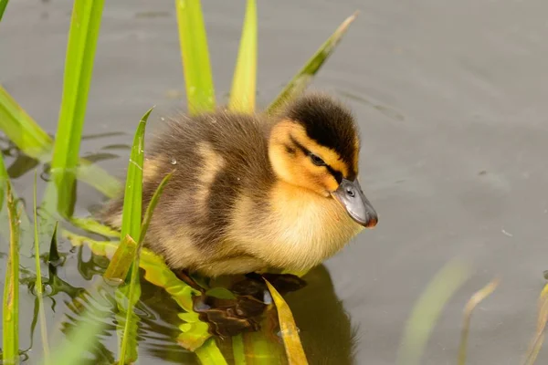Bebek ördek yavrusu — Stok fotoğraf