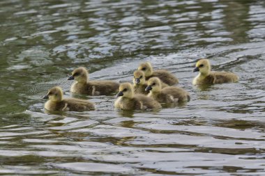 Greylag kazlings (anser anser)