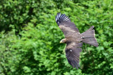 siyah uçurtma (milvus migrans)