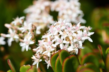 Yeşim bitkisi ovata