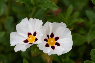 Rockrose (hibiscus symonii)