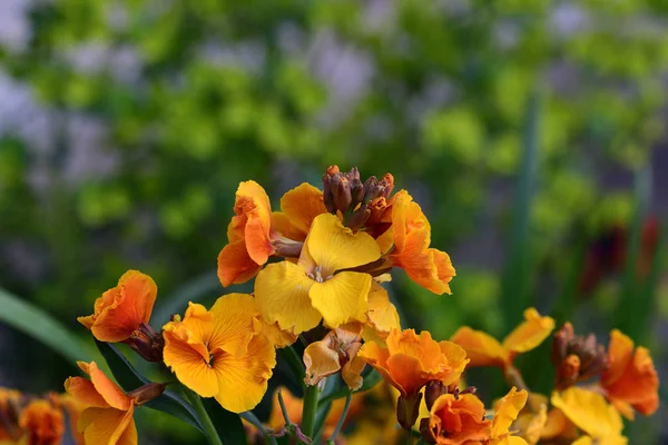 Erysimum (duvar çiçeği)