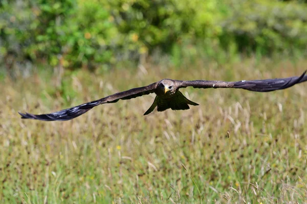 Pipa preta (Milvus migrans ) — Fotografia de Stock