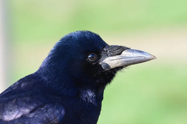 Rook (corvus frugilegus) — Stock Photo, Image